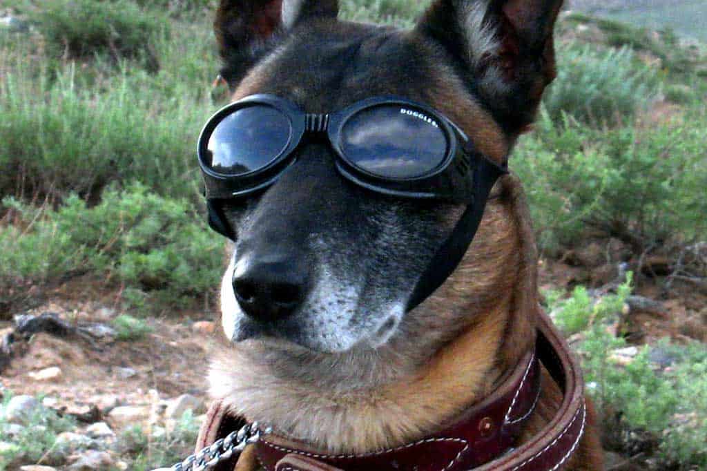 Google Suchhund mit Brille