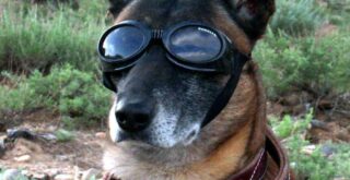 Google Suchhund mit Brille